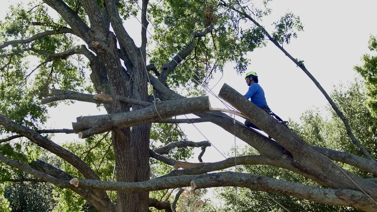 Professional Crown Thinning performed by certified arborists in Brantwood